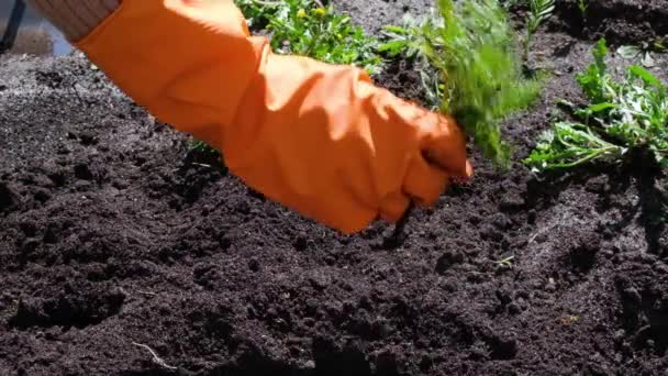 Close up on Farmer or gardener tearing weeds in garden protective gloves — Stockvideo