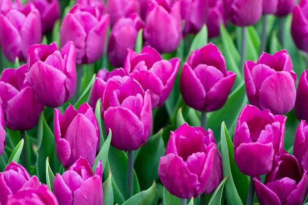 Zavřít Krásné Pole Fialové Nebo Purpurové Tulipány Zblízka Jarní Pozadí — Stock fotografie