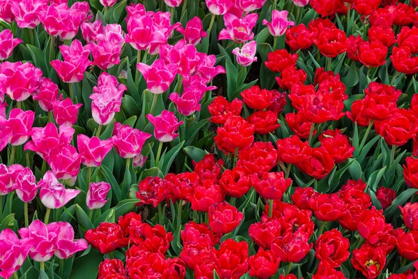 Krásné Pole Růžových Červených Tulipánů Uzavírá Jarní Pozadí Jemnými Tulipány — Stock fotografie