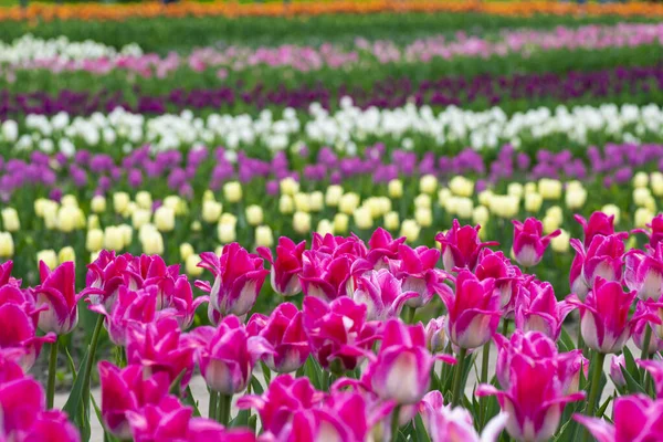 Vue Sur Beau Champ Tulipes Roses Jaunes Violettes Blanches Fond — Photo