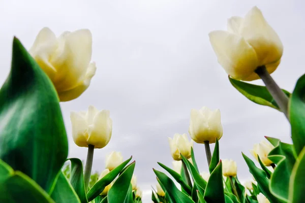 Bellissimo Campo Tulipani Bianchi Vicino Con Cielo Drammatico Fondo Primaverile — Foto Stock