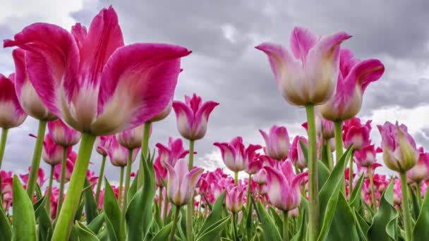 Feld oder Wiese mit rosa Tulpen und dramatischem Himmel. Tulpenblüten wiegen sich im Wind. — Stockvideo
