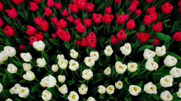 Поле или луг белых и красных тюльпанов. Вид сверху. Цветы тюльпанов висят на ветру. — стоковое видео