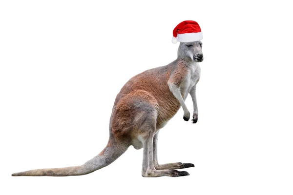 Male kangaroo in Christmas hat isolated on white background. — Stock Photo, Image