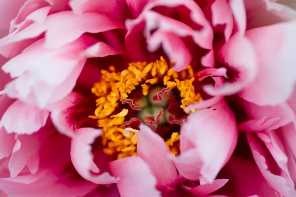 Close up view on pink flower of Tree peonies. Pink peony flower close-up with selective focus. Low key beautiful blooming peony picture for decoration. Single lush peony head, tender flower top view — Stock Photo, Image