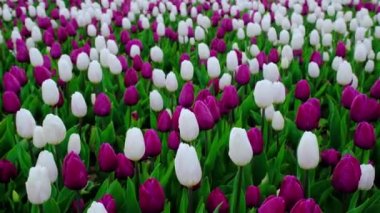 Beyaz ve mor lalelerden oluşan bir çayır ya da çayır. Laleler rüzgarda sallanır