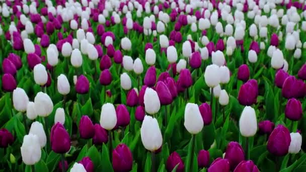 Campo ou prado de tulipas brancas e roxas. Tulipas flores balançam no vento — Vídeo de Stock
