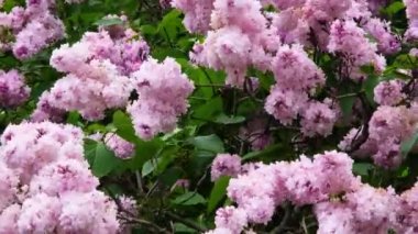 Rüzgarda sallanan narin pembe leylak. Rüzgâr leylak dalını çırpar. Bahar arka planı. 4k çözünürlük videosu