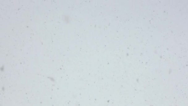 雪の背景。白い空の背景に大雪が近づいています。メリークリスマスまたは幸せな新年の背景。4k分解能. — ストック動画