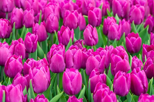 Krásné pole fialových nebo purpurových tulipánů zblízka. Jarní pozadí s jemnými tulipány. Fialové květinové pozadí. — Stock fotografie
