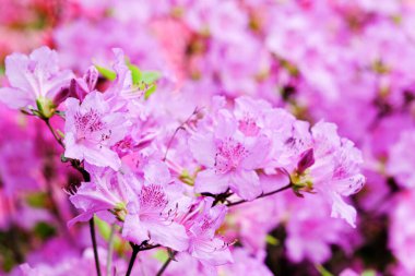 Pembe rhododendron çiçekleri yakın plan ve bulanık arkaplan. Rhododendron 'un çiçek açan çalısı.