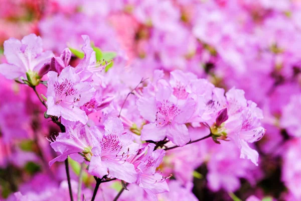 Pink rhododendron flowers close up and blurred background. Blossoming bush of Rhododendron. — Stock Photo, Image