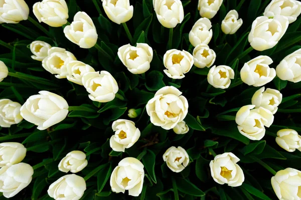 Vista dall'alto su Bellissimo campo di tulipani bianchi da vicino. Fondo primaverile con teneri tulipani. sfondo floreale bianco. — Foto Stock