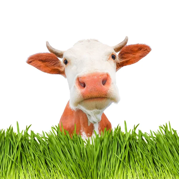 Retrato de vaca manchada roja y borde de hierba verde aislado sobre fondo blanco. Animales de granja o pancarta de agricultura con vaca — Foto de Stock