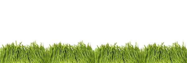 Isolé herbe vert vif sur un fond blanc. Vert bordure de gazon avec fond blanc. Longue bannière avec espace de copie — Photo