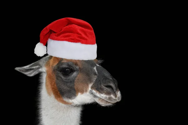 Portrait of a llama or alpaca in a Christmas hat on black background. Christmas or New year banner Stock Image