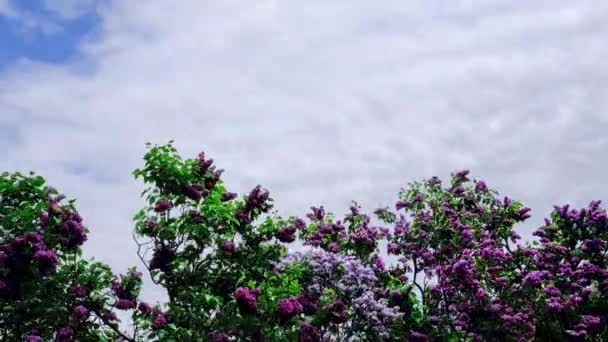 空、雲、ライラックの時間経過4k解像度ビデオ。曇り空の背景にライラックの花の房。美しいオープニングバイオレットライラックの花 — ストック動画