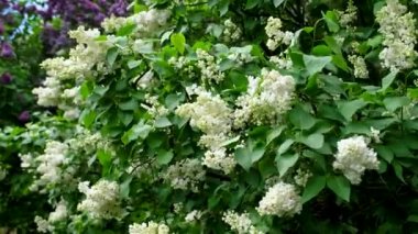 Rüzgarda sallanan narin beyaz leylak. Rüzgâr leylak dalını çırpar. Bahar arka planı. 4k çözünürlük videosu.