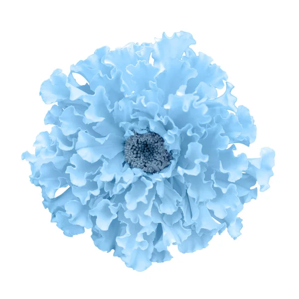 Bella tonica in fiore di calendula blu isolato su sfondo bianco. Bersagli luminosi, calendule africane su bianco — Foto Stock
