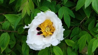 Çiçekli Beyaz Ağaç Şakayıkları. Taze şakayık çiçeği çalısı kapanıyor. Rüzgarda sallanan şakayık. 4k çözünürlük videosu