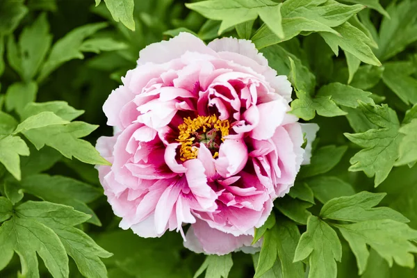 ピンク色の牡丹を咲かせます。新鮮なピンクの牡丹の花の茂みが閉じます. — ストック写真