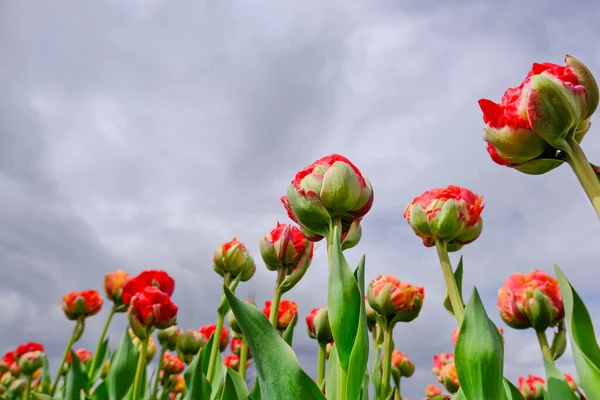 Bellissimo campo di tulipani rossi e bianchi da vicino con cielo drammatico. Fondo primaverile con teneri tulipani. sfondo floreale. Copia spazio — Foto Stock