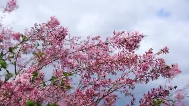 Delikat rosa lila svajande i vinden på bakgrunden av molnig himmel. Vinden fladdrar en gren av syren. Vårens bakgrund. 4k upplösning video. — Stockvideo