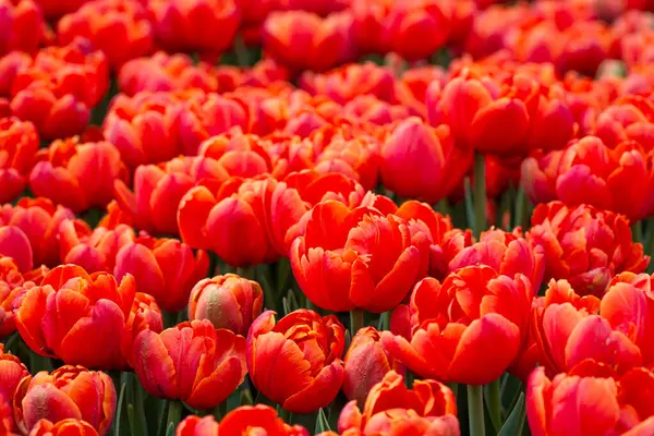 Beau champ de tulipes rouges ou coralliennes en gros plan. Fond printanier avec des tulipes tendres. Fond floral rouge — Photo