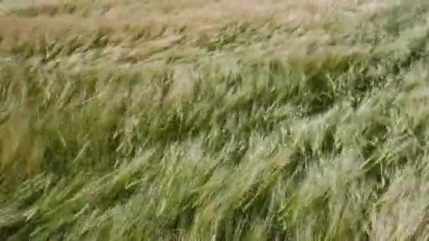 Campo de trigo agrícola verde perto. Vista de cima para baixo sobre o campo de trigo verde. Vídeo de resolução 4k — Vídeo de Stock