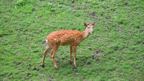 ロー鹿、カプレオラスカプレオラス、給餌を行い、牧草地を見て回る。夏の自然の中で干し草畑にオレンジ色の毛皮の放牧を持つ女性の野生の鹿の動物を知らない. — ストック動画