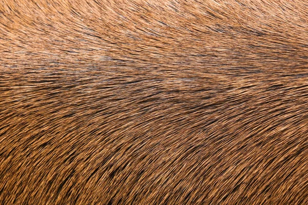 Szarvas szőrme háttér közelről. Szarvasbőr mintázata — Stock Fotó