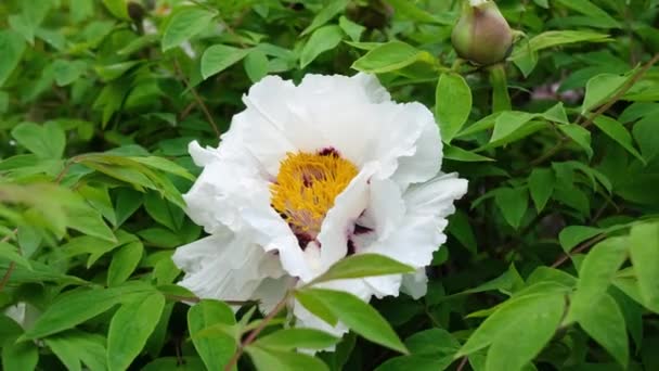 A virágzó fehér fa bazsarózsa. Friss bazsarózsa virágbokor a közelben. A bazsarózsa megingott a szélben. 4k felbontású videó — Stock videók