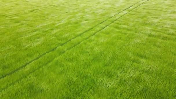 Drönare eller hög antenn syn på gröna jordbruksvete fält. Upp och ner utsikt över gröna vetefält. 4k upplösning video. Spikelets av moget vete svajar i vinden — Stockvideo