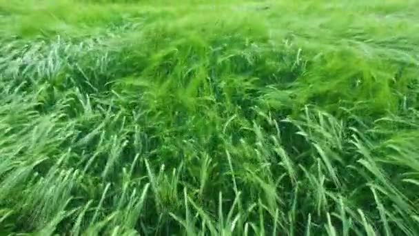 Campo de trigo agrícola verde de cerca. Vista cercana sobre el campo de trigo verde. Espiguillas de trigo maduro se balancean en el viento — Vídeo de stock