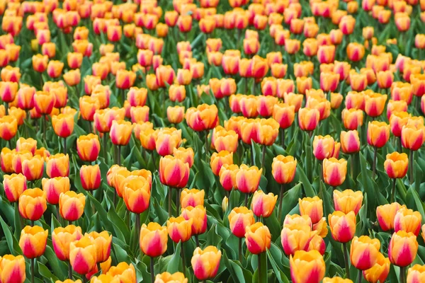 Beau champ de tulipes rouges et jaunes en gros plan. Fond printanier avec des tulipes tendres. Fond floral. — Photo