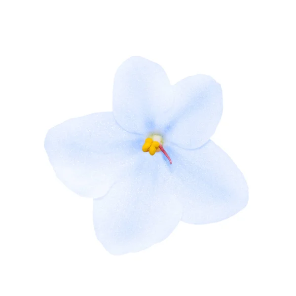 Hermosa flor azul y blanca violeta africana aislada en macrofoto blanca. —  Fotos de Stock