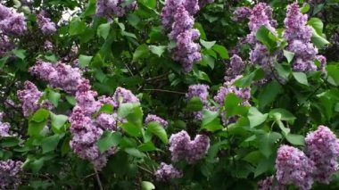 Rüzgarda sallanan narin mor leylak. Rüzgâr leylak dalını çırpar. Bahar arka planı. 4k çözünürlük videosu.