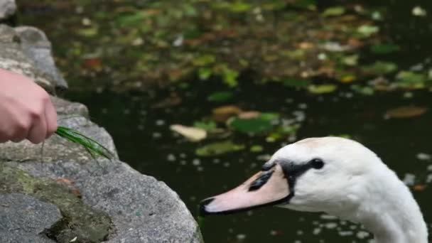Dítě krmí labutí zelenou trávu z jeho rukou v parku nebo zoo — Stock video