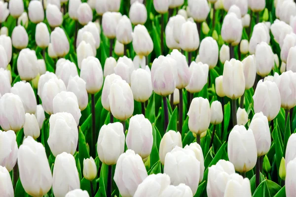 Krásné pole bílých tulipánů se uzavírá. Jarní pozadí s jemnými tulipány. Bílé květinové pozadí. — Stock fotografie