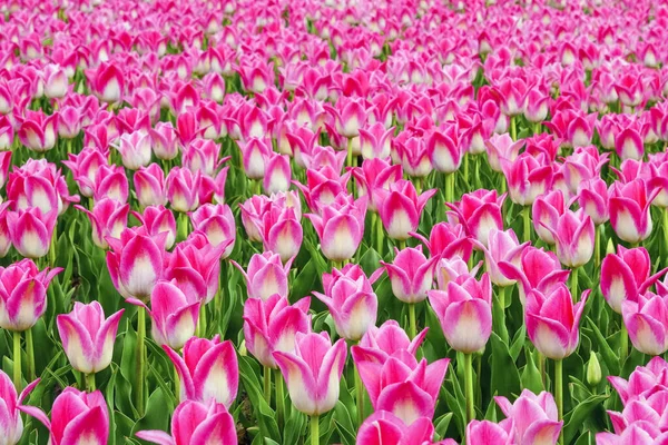 Beautiful field of pink or Magenta tulips close up. Spring background with tender tulips. Pink floral background. — Stock Photo, Image