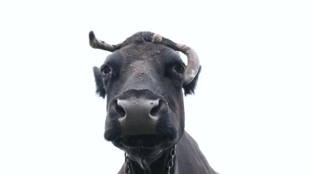 Retrato de vaca negra de cerca aislado en blanco. Masticar vacas. Vídeo de resolución 4k. — Vídeo de stock