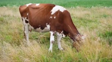 Kırmızı benekli inek çayırda otluyor. Güzel tarlada ot yiyen süt inekleri. Tarım ve tarım kavramı. 4k çözünürlük videosu.