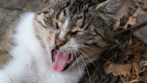 Gracioso gato bostezo. Retrato de gato de cerca. Cámara lenta full HD de vídeo. — Vídeos de Stock