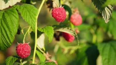 Kırmızı ve pembe olgun ahududular rüzgarda sallanıyor. Bahçedeki bir dalda ahududu. Sağlıklı gıda organik beslenme 4k çözünürlüklü video pankartını kapat.