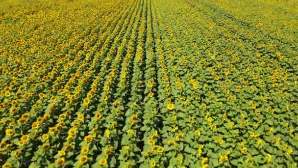 4k Drohnenvideo aus der Nähe von Sonnenblumenfeld. Landwirtschaftskonzept. Luftaufnahme von Sonnenblumen. Blühende Sonnenblume flattert im Wind — Stockvideo