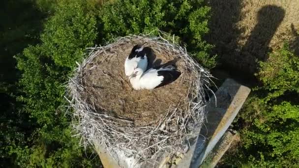 Wysoko nad górnym widokiem na gniazdo bocianów. Dwa bociany siedzące w gnieździe 4k rozdzielczości wideo drona. Dron lata wokół gniazda bociana.. — Wideo stockowe