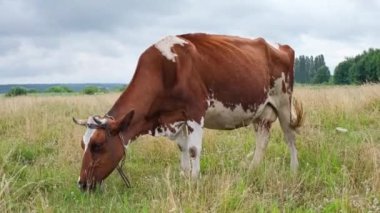 Kırmızı benekli inek çayırda otluyor. Güzel tarlada ot yiyen süt inekleri. Tarım ve tarım kavramı. 4k çözünürlük videosu.