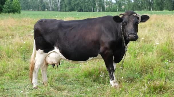 Μαύρες κηλίδες αγελάδας βόσκουν στο λιβάδι. Γάλα αγελάδες τρώει μακρύ γρασίδι σε όμορφο πεδίο. Γεωργική και γεωργική έννοια. Βίντεο πλήρους ανάλυσης HD. Αργή κίνηση. — Αρχείο Βίντεο