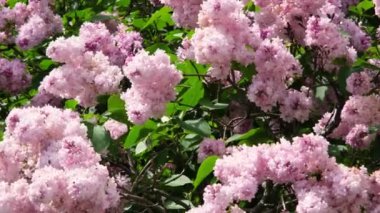 Rüzgarda sallanan narin pembe leylak. Rüzgâr leylak dalını çırpar. Bahar arka planı. 4k çözünürlük videosu