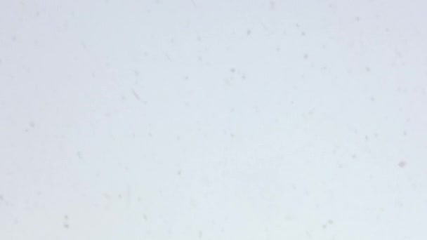 Hópihe háttér. Heavy Falling hó fehér ég háttér közelről. Boldog karácsonyt vagy boldog új évet háttér. 4k felbontás. — Stock videók
